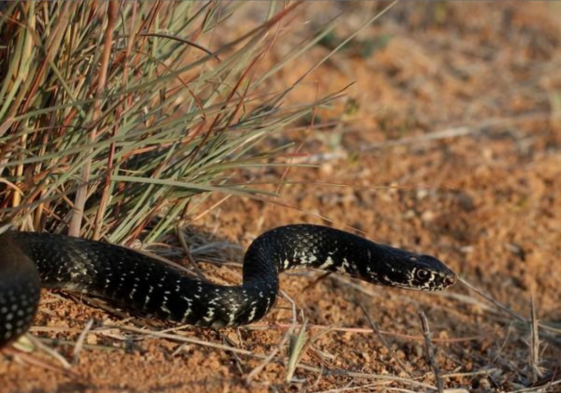 Κυπριακό φίδι (Hierophis cypriensis)