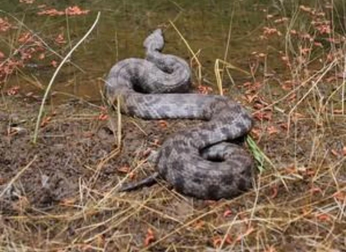 Οχιά ή φίνα (Macrovipera lebetina)