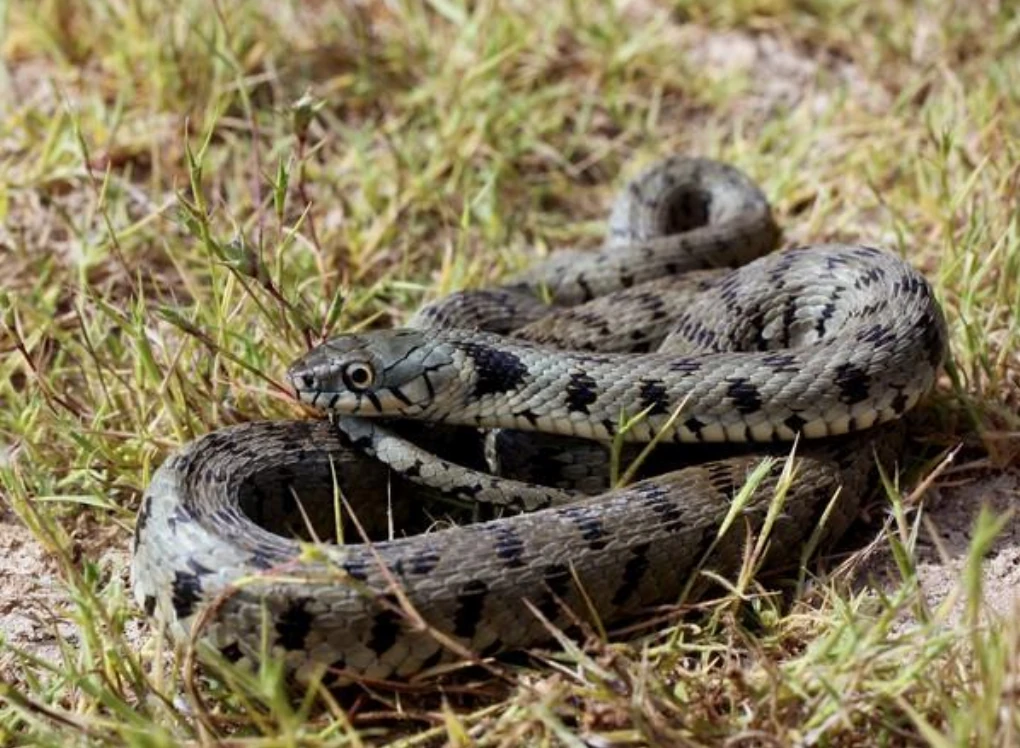 Νερόφιδο (Natrix natrix cypriana)